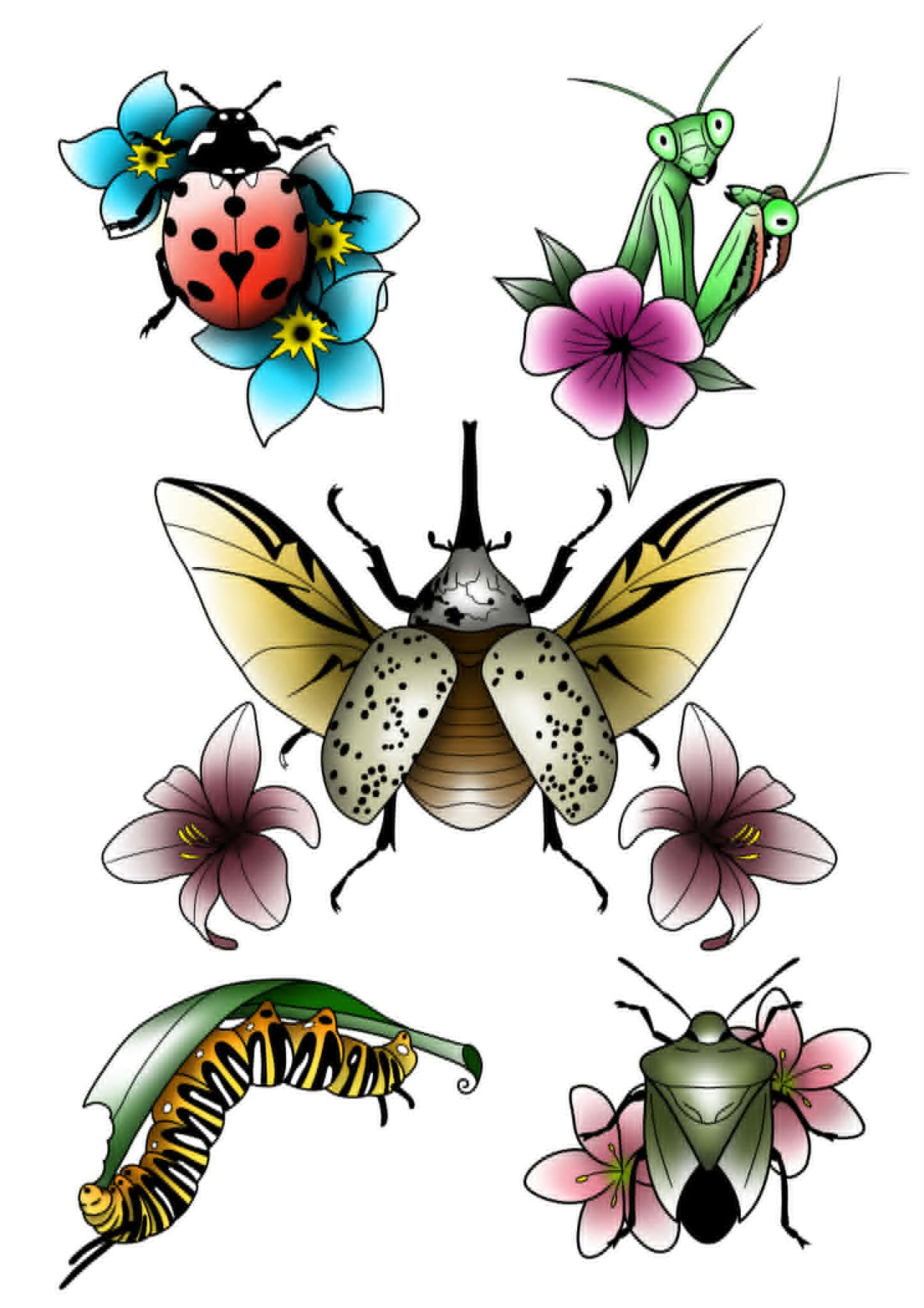 Insect Flash — Colour